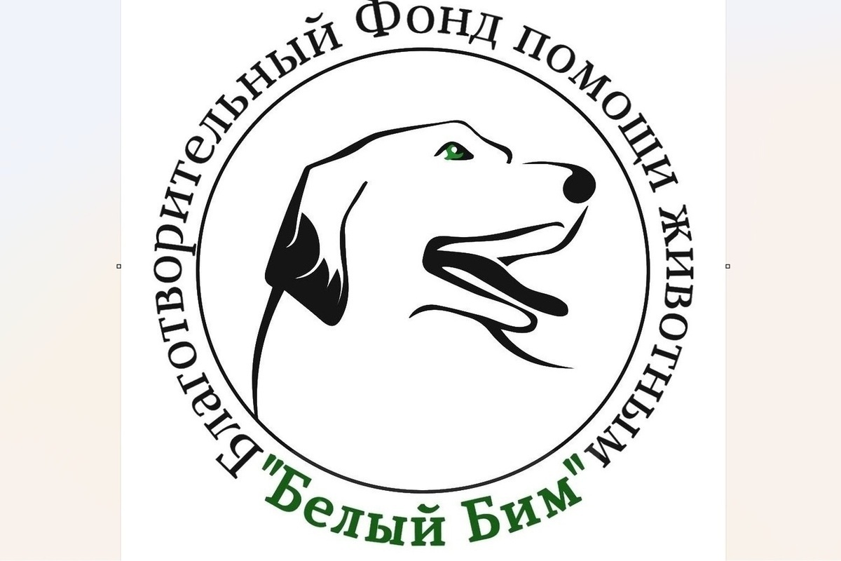 Фонд помощи животным «Белый Бим» получит из бюджета 500 тыс рублей
