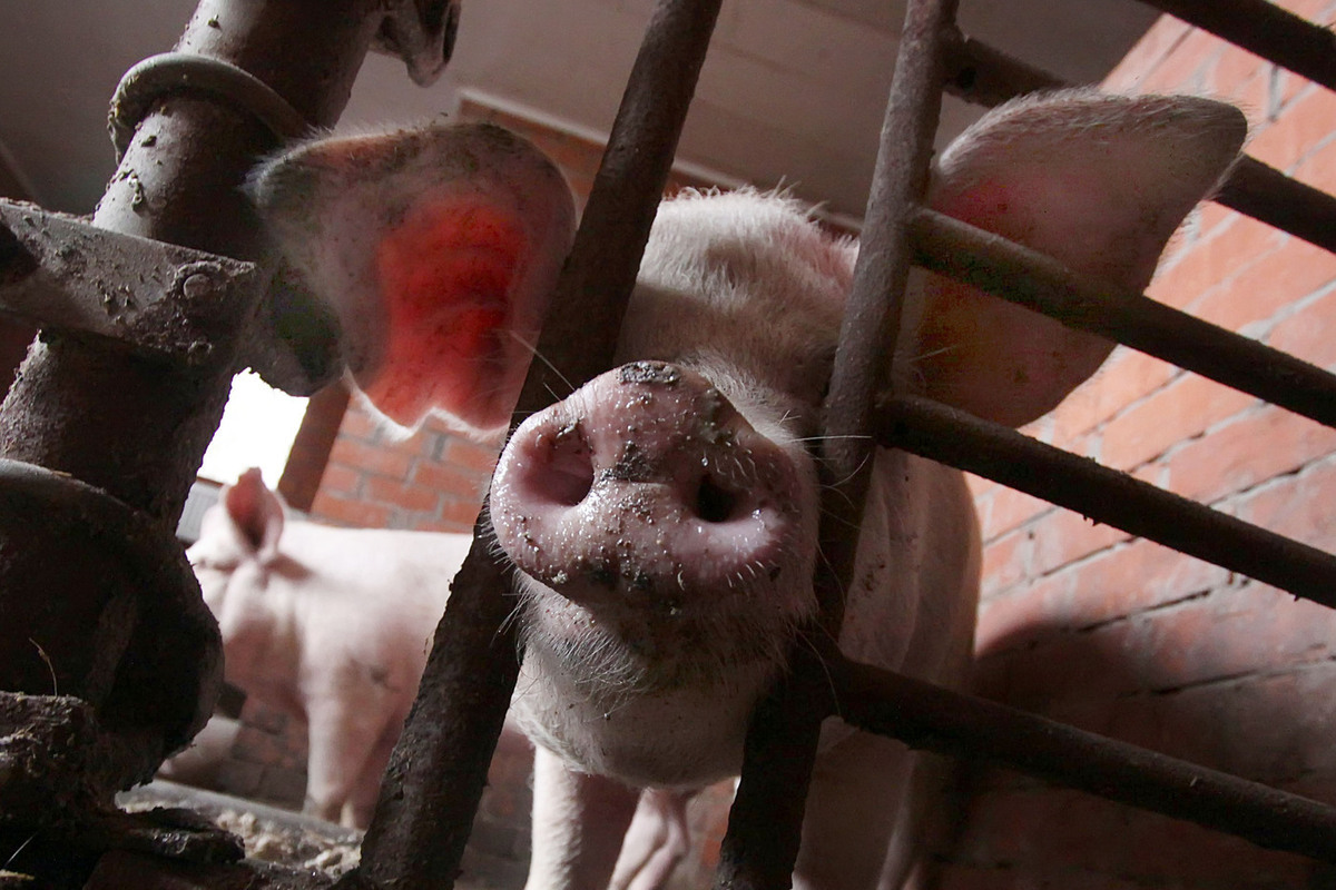 Мужчина с генетически модифицированной свиной почкой прожил рекордный срок