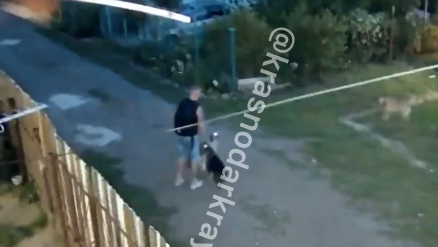 В Краснодаре мужчина натравил своих собак на чужого питомца и отрубил ему голову