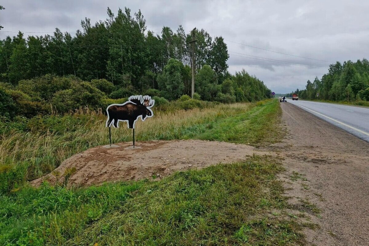 На Северном обходе Пскова появились полноразмерные муляжи лосей