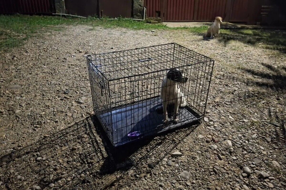 В Горячем Ключе отловили агрессивную собаку, напавшую на ребёнка