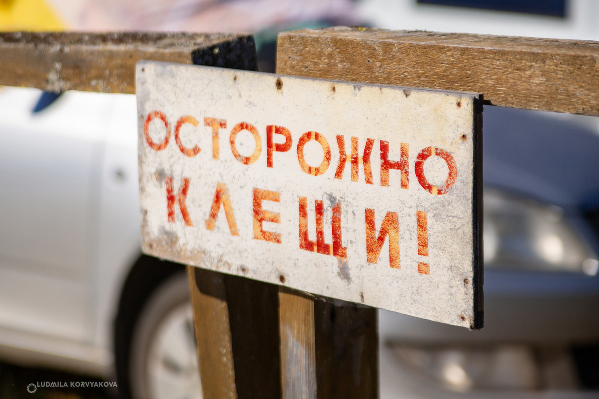 В России зафиксирована вторая волна активности клещей: чего ждать жителям регионов