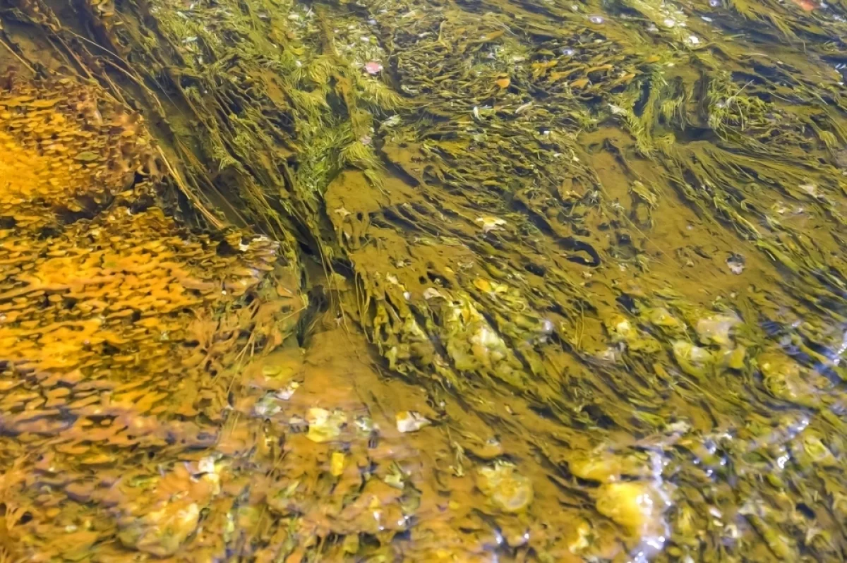 Зеленый коллапс. Водоросли парализовали водоснабжение в Израиле