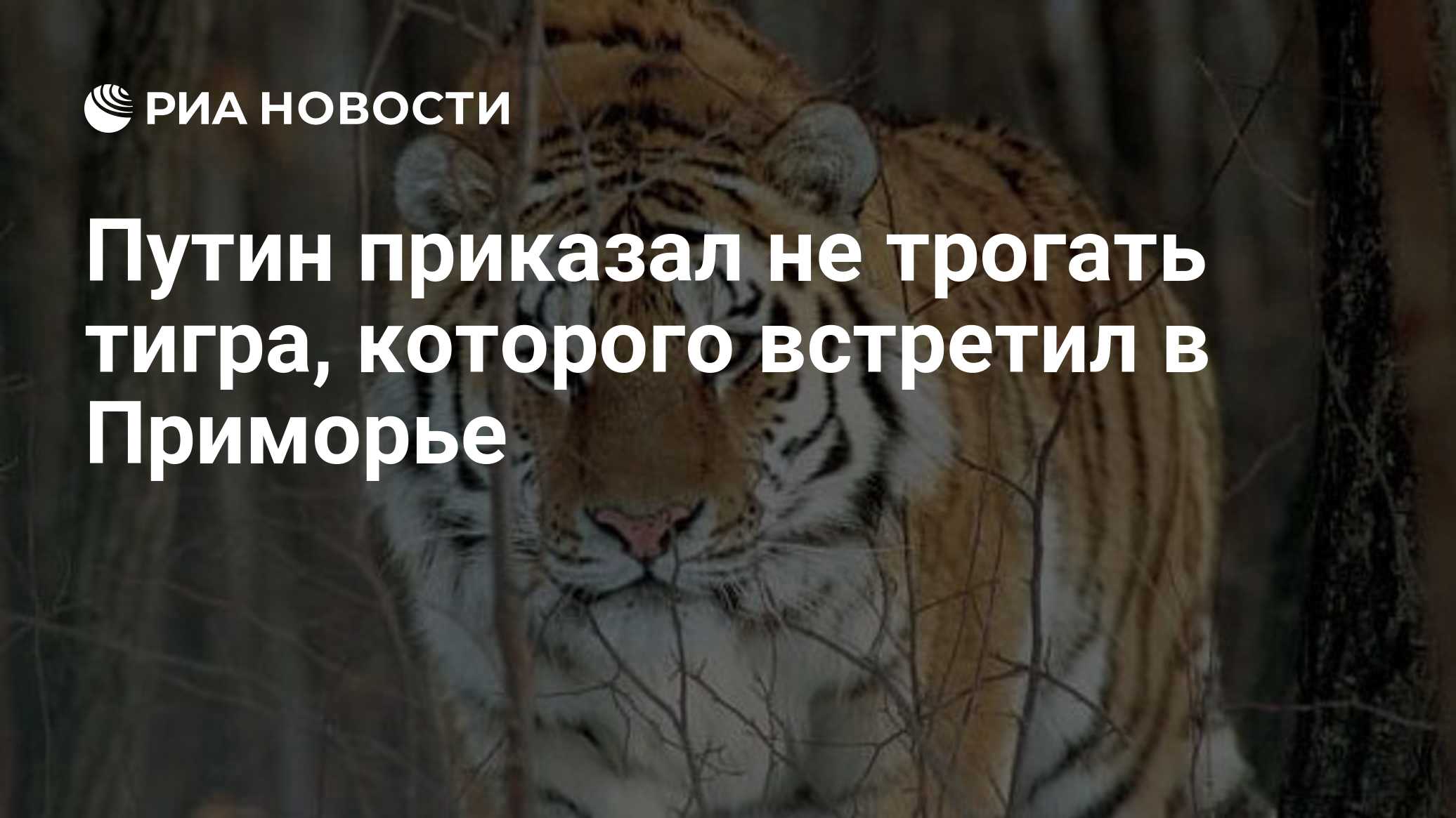 Путин приказал не трогать тигра, которого встретил в Приморье