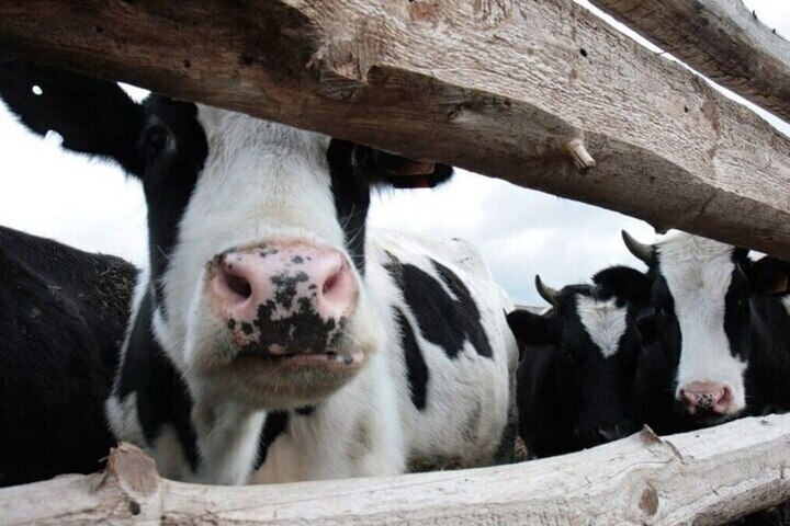 Экспорт сельхозпродукции из Хакасии вырос на 32%