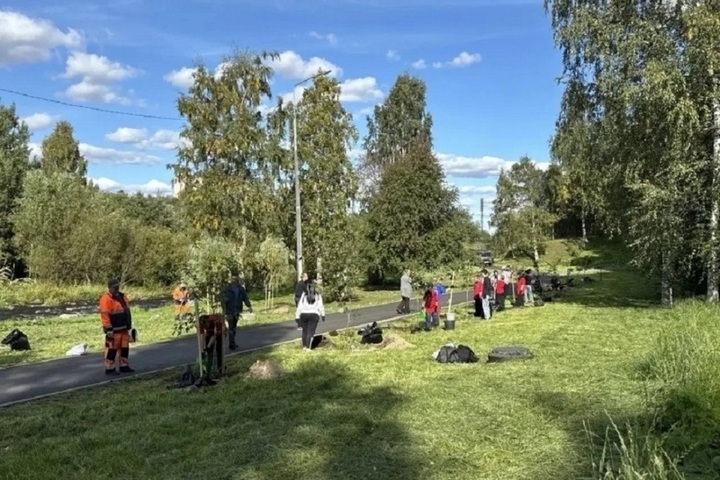 Ивы и рябины появились на аллее Выпускников в центре Петрозаводска