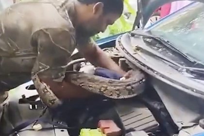 Двухметровый питон спрятался под капотом автомобиля