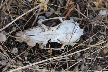 Якутские школьники нашли останки доисторических зайца и лошади