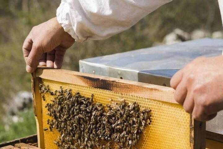 В Дагестане выявили 5 тонн меда неизвестного происхождения