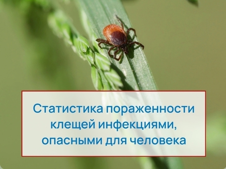В Псковской области с начала сезона от клещей пострадали более 2 тысяч человек