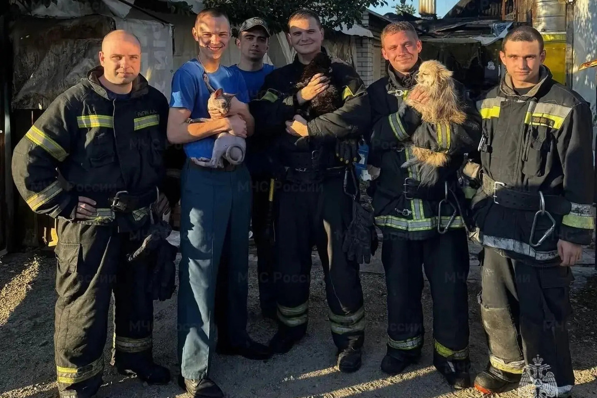 В Белгороде спасли двух котов и собаку из горящего дома