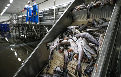 ФАС: объем торгов рыбной продукцией по внебиржевым сделкам составил 1,34 тонны