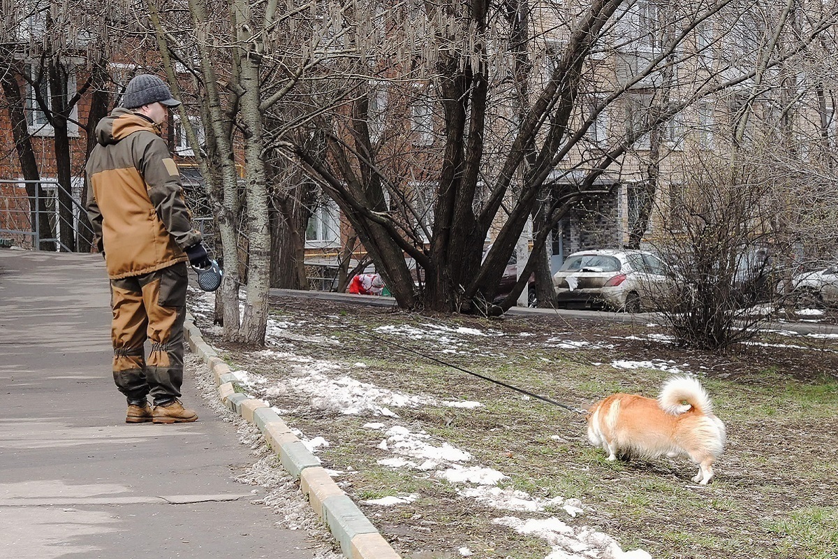 Россиянам подсказали, как уберечь собаку от цистита при заморозках