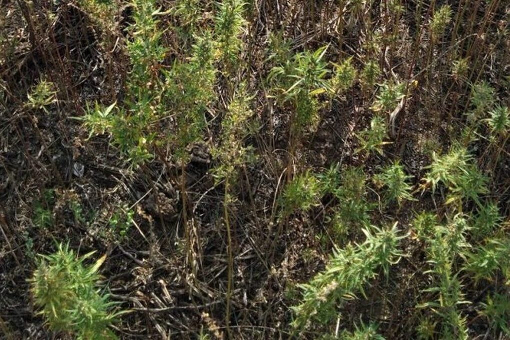 В Бурятии Россельхознадзор нашел 13 гектаров конопли