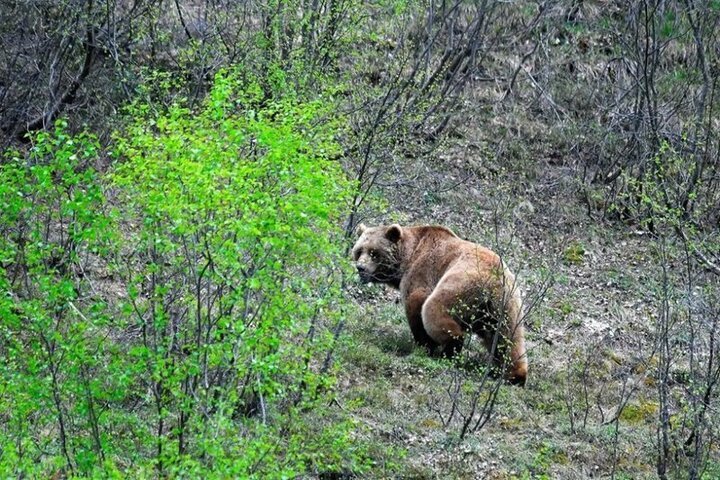 В Сочи создадут оперативные группы на случай выхода медведей к людям
