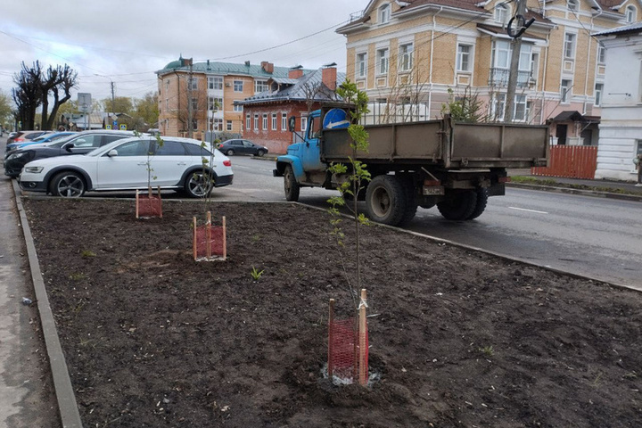 Осеннее озеленение: в Костроме посадят свыше тысячи деревьев