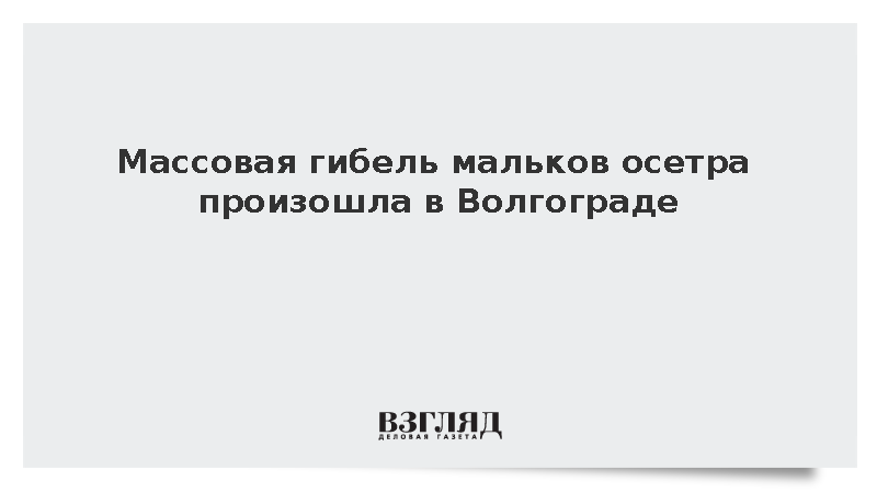 Массовая гибель мальков осетра произошла в Волгограде