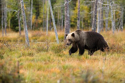 Названо условие пропажи медведей из населенных пунктов