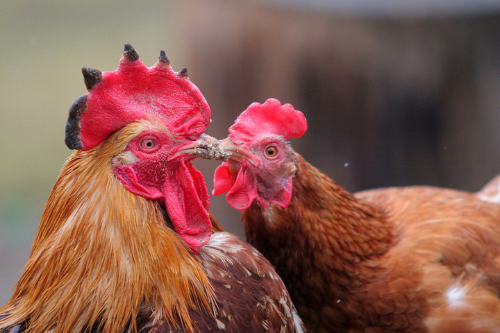 Роспотребнадзор: Вирус H5N8 теперь можно будет выявлять быстрее