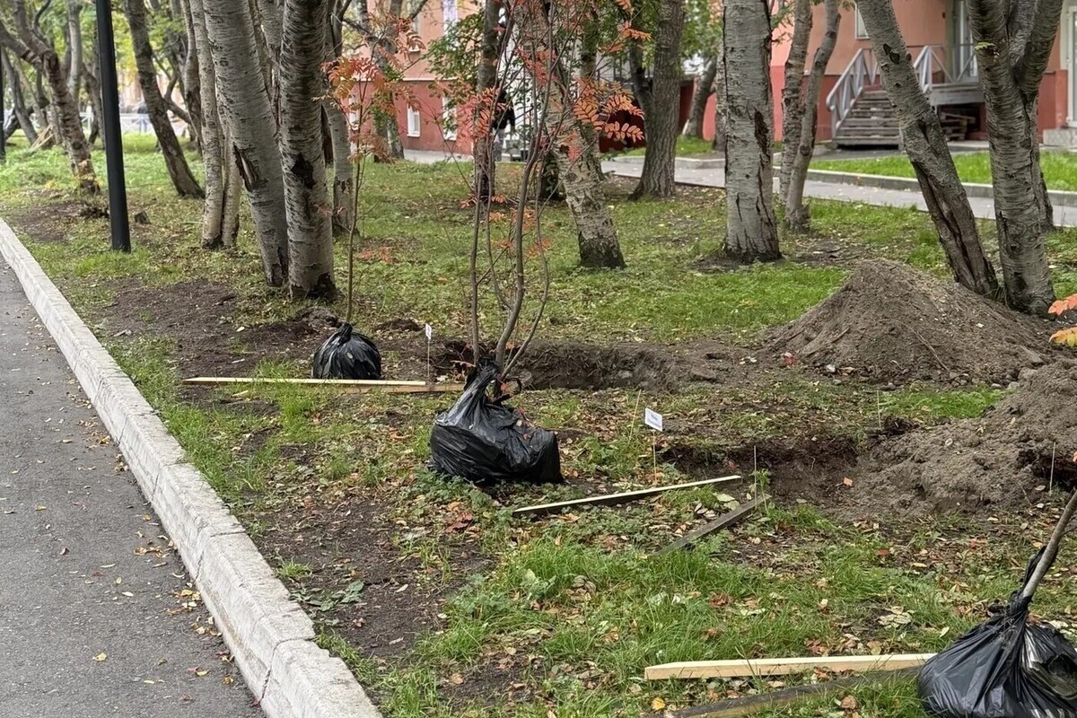 Рябины потеснятся 50 другими деревьями на Рябиновой аллее в Североморске
