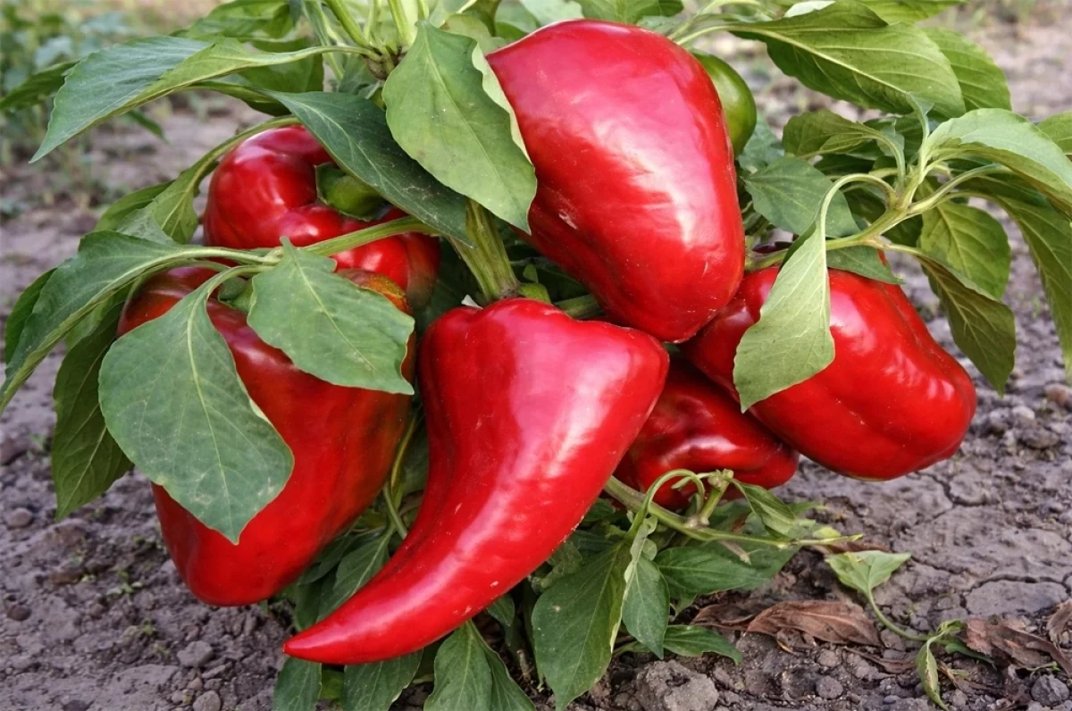 Стало известно, как продлить плодоношение овощей