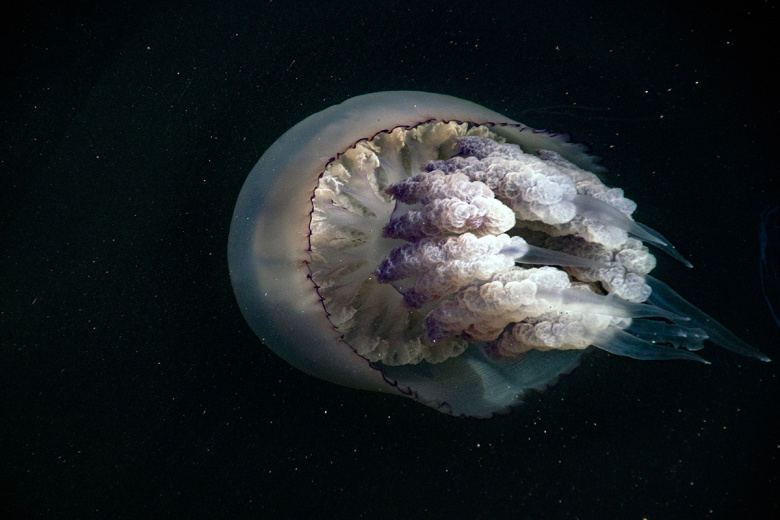 Ядовитые медузы заполонили Азовское море