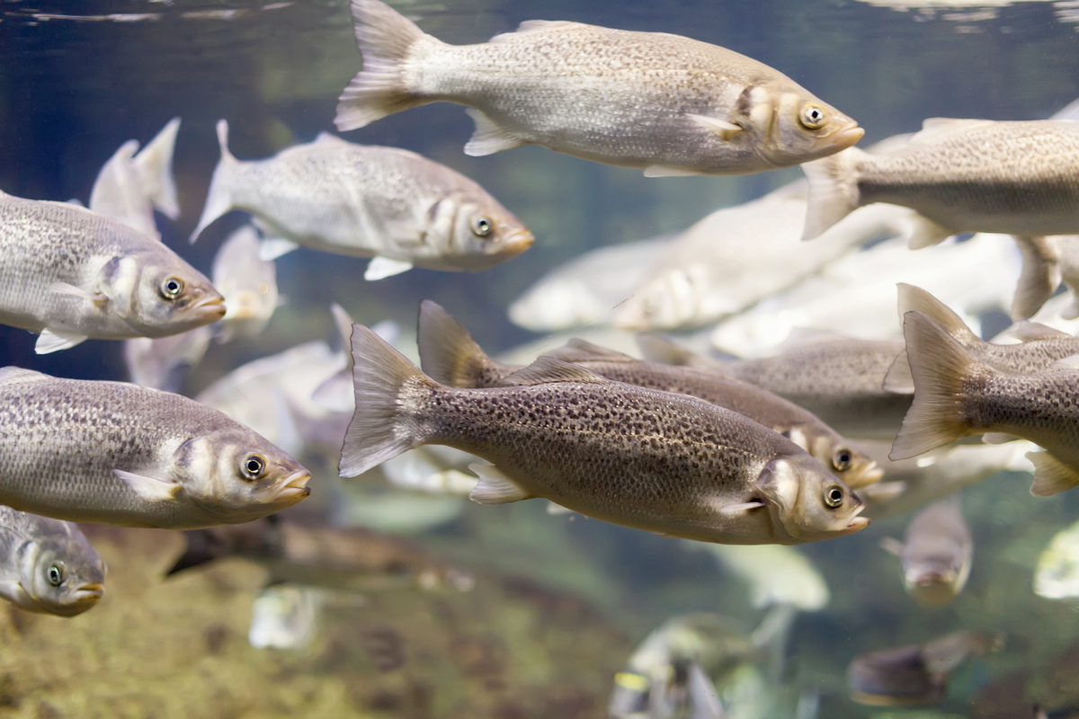 Форелевая ферма в Кировской области станет туристической точкой