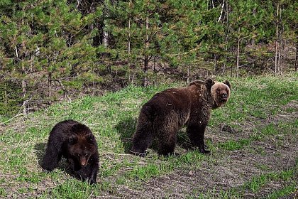 Российским медведям решили запретить питаться на помойках