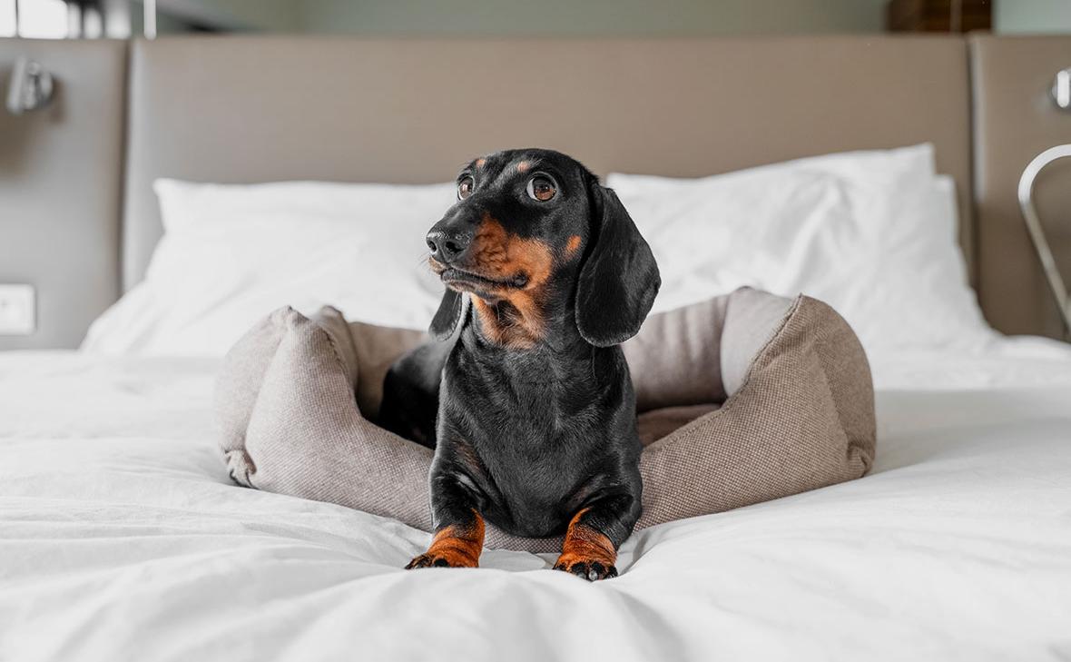 Отельеры рассказали, как pet-friendly формат меняет гостиничный бизнес