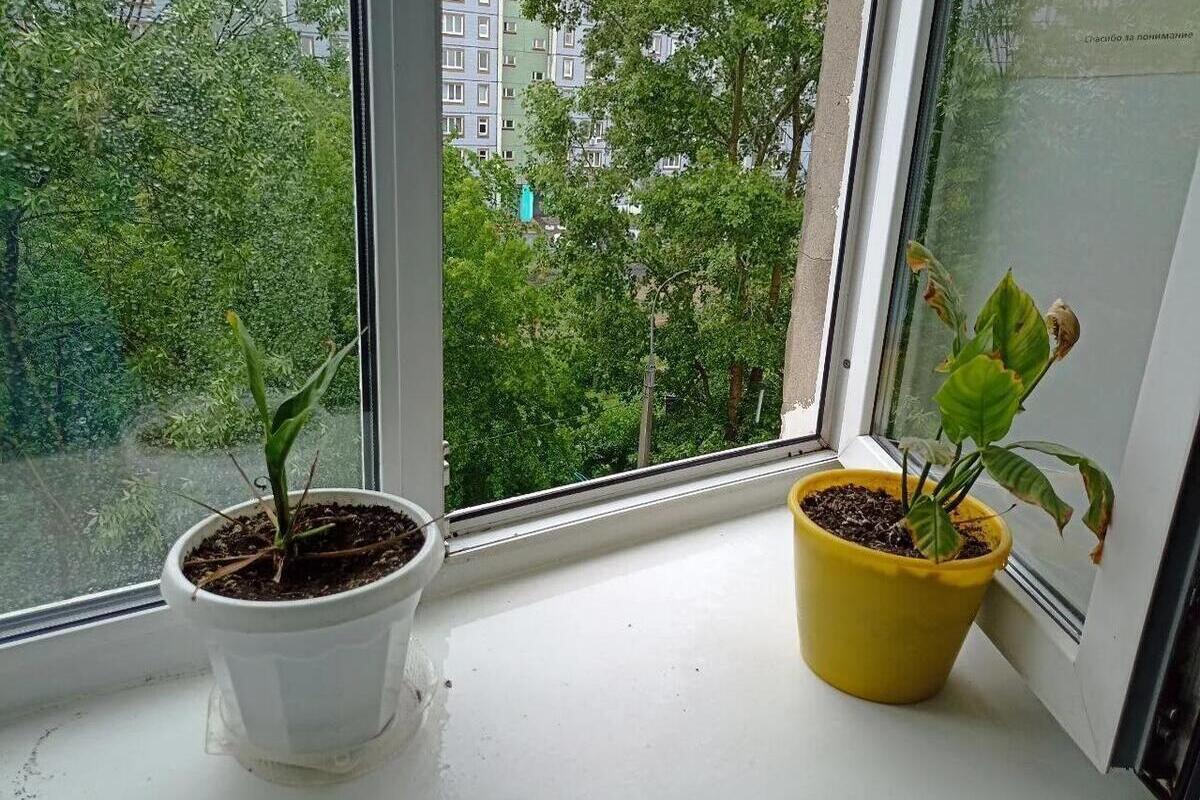 В Великом Новгороде «отец-молодец» стал фигурантом уголовного дела