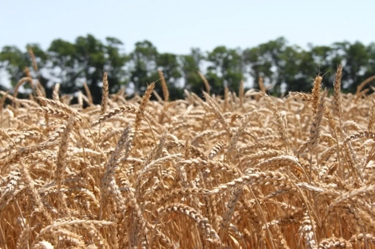Украина сможет экспортировать не более 50% сельхозпродукции