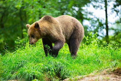 В районах Тувы ввели режим повышенной готовности из-за медведей