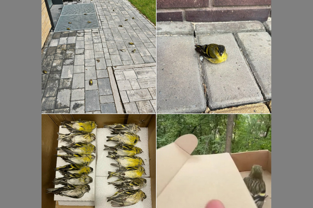 Стая чижей погибла, врезавшись в панорамное окно воронежского здания