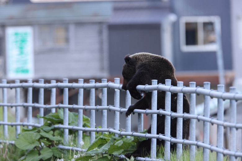 Две российские школы и техникум перевели на дистант из-за медведей
