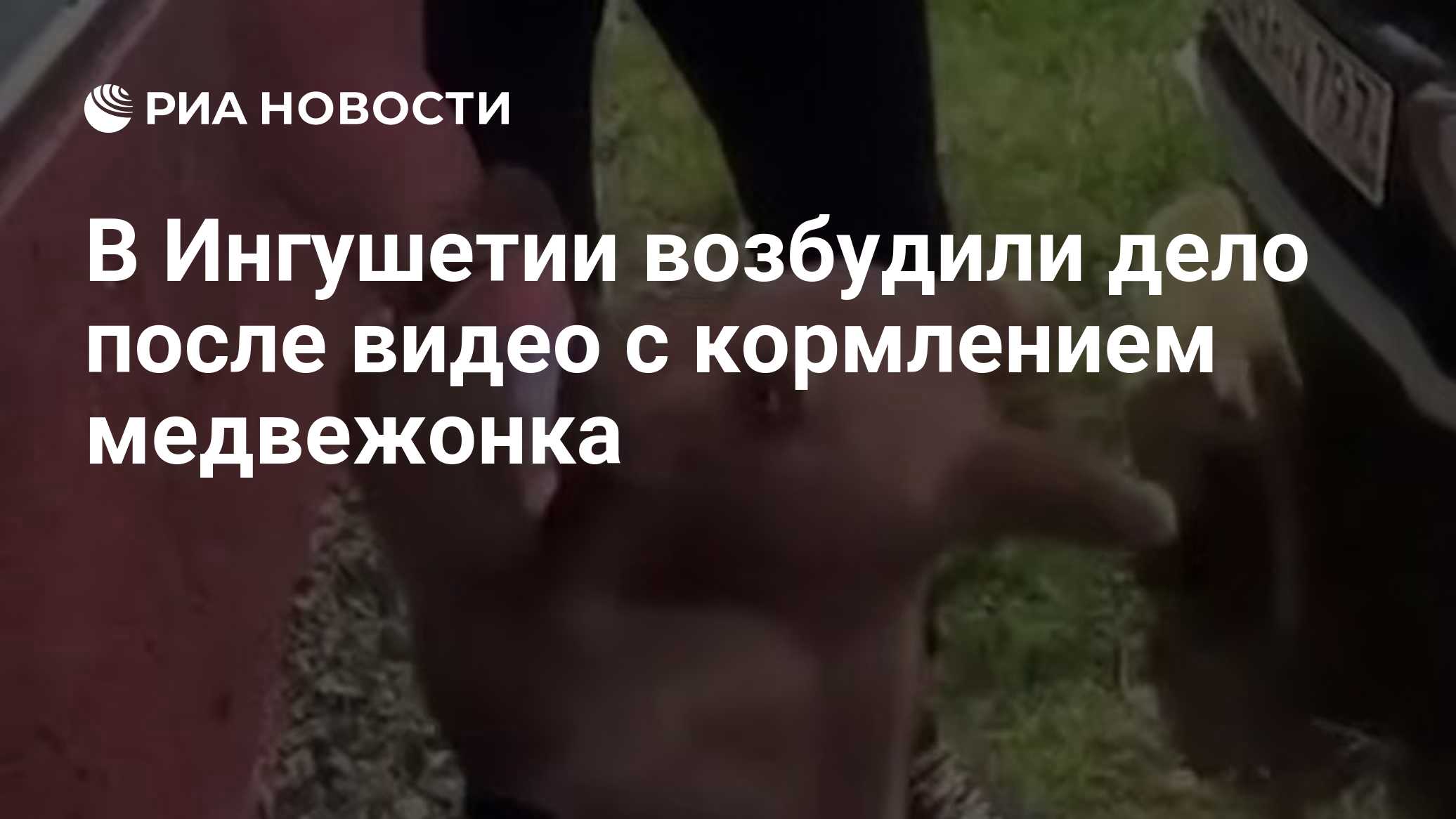 В Ингушетии возбудили дело после видео с кормлением медвежонка