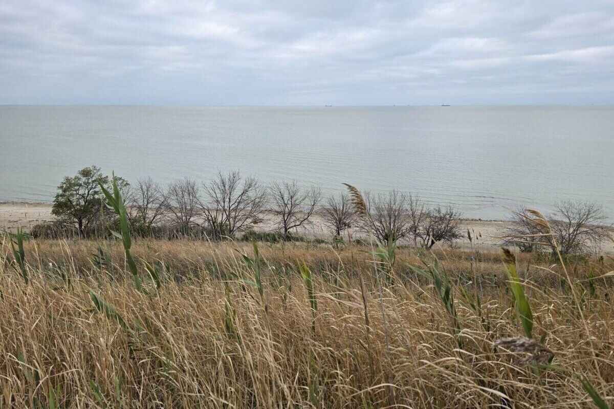 Новые виды рыб появились в Азовском море из-за резкого повышения солёности