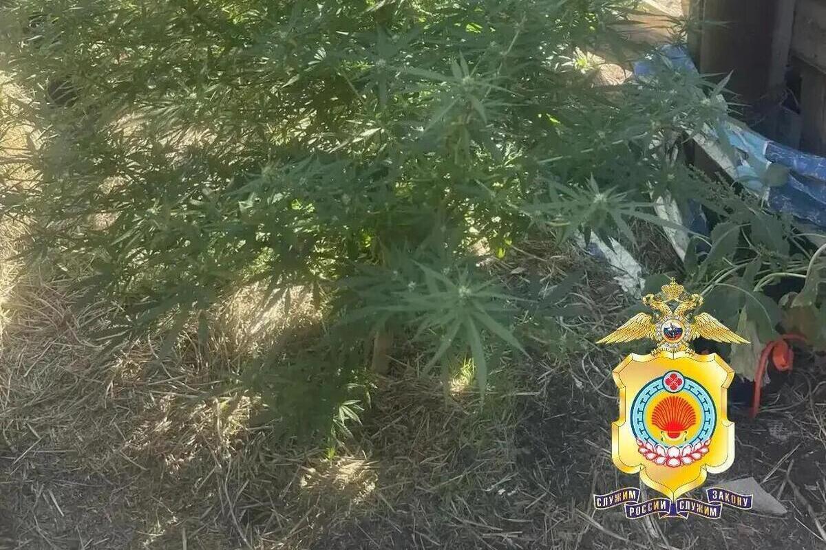 В Калмыкии на животноводческой стоянке изъяли 147 патронов и коноплю