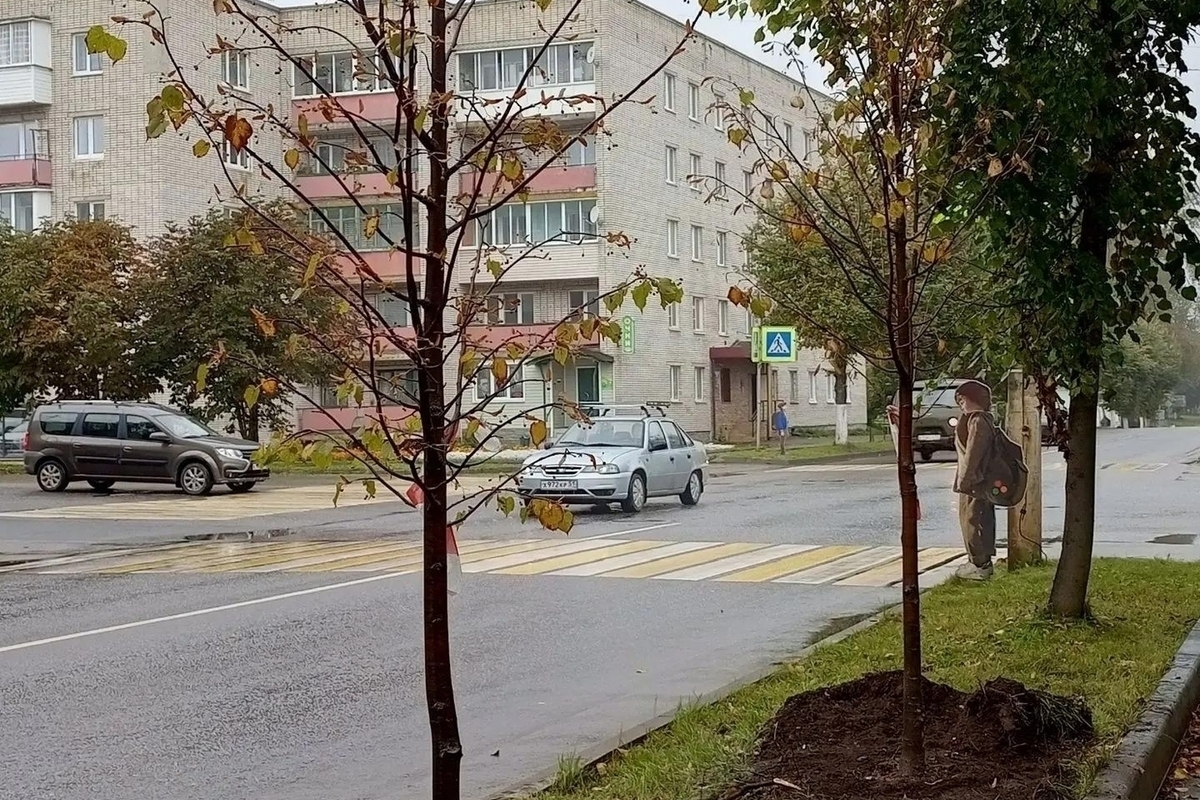 В Валдае на Комсомольском проспекте посадили молодые деревья