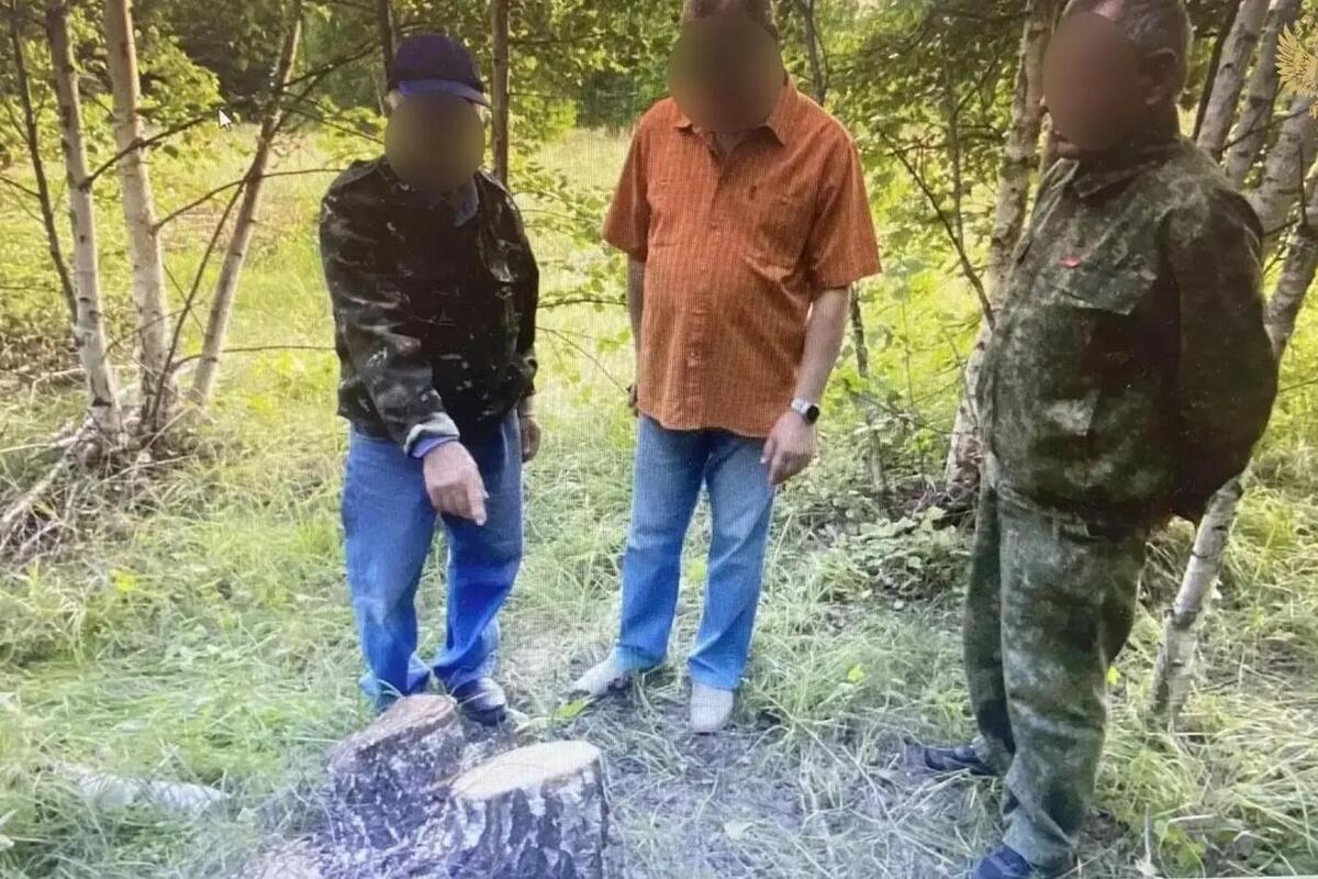 Жителя Алатыря будут судить за незаконную рубку берёз