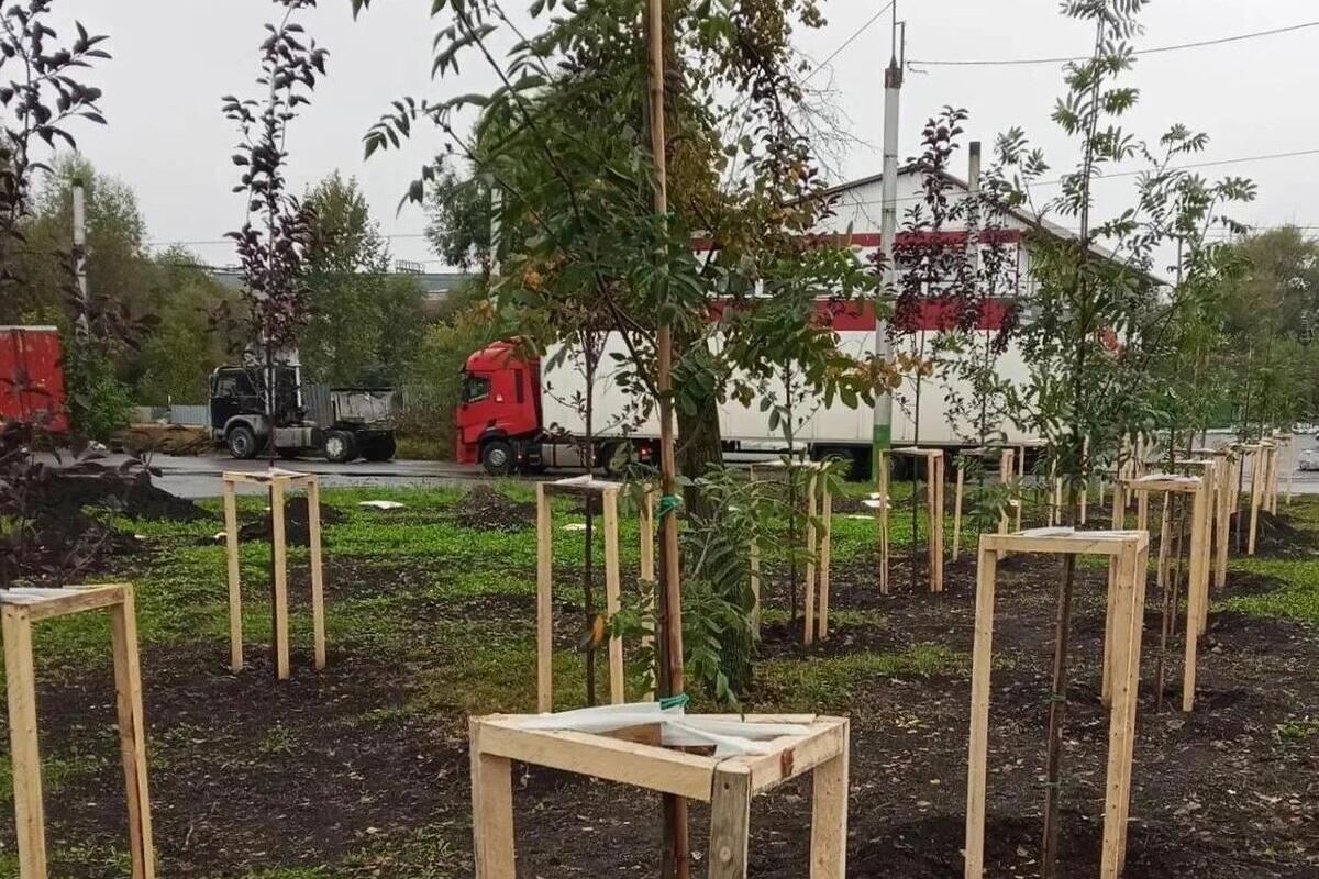 Ели, клены и можжевельник: какие деревья уже высадили в рамках проекта «Зеленая Пенза»