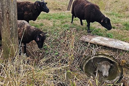 Похотливые овцы загнали барана в бетонную трубу