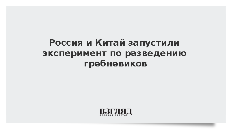 Россия и Китай запустили эксперимент по разведению гребневиков