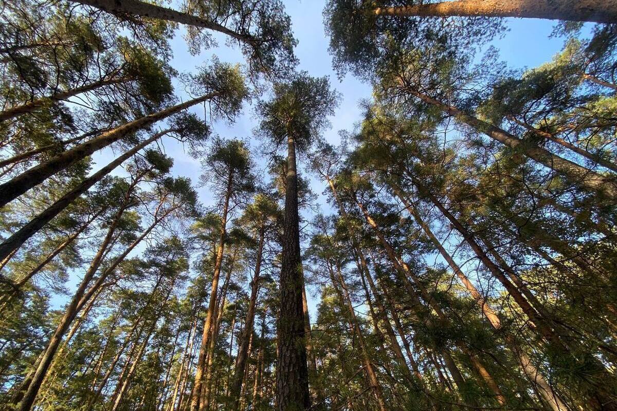 В Рязанской области 50 человек пострадали от укусов клещей за неделю