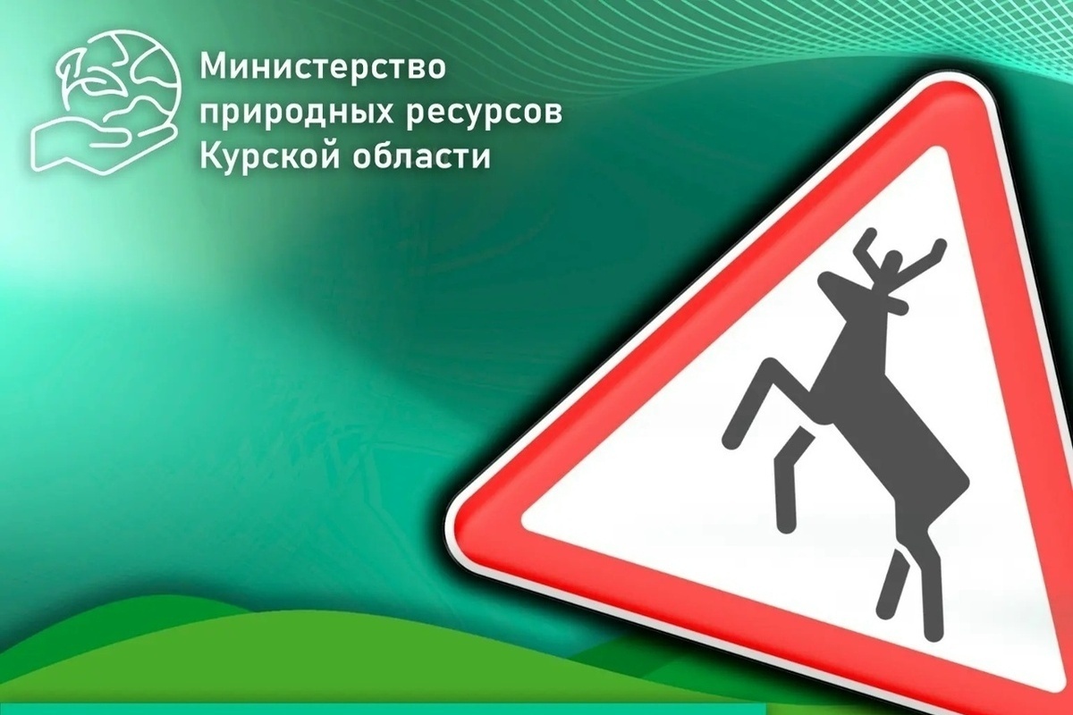 Курское Минприроды предупредило водителей о столкновении с дикими животными