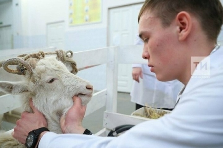 В Татарстане введут выплаты молодым ветеринарам на селе