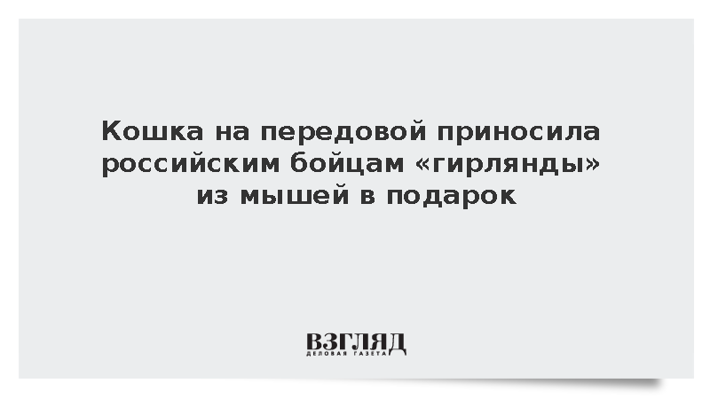 Кошка на передовой приносила российским бойцам гирлянды из мышей в подарок