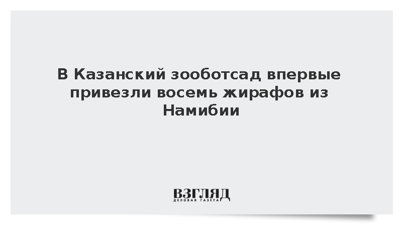 В Казанский зооботсад впервые привезли восемь жирафов из Намибии