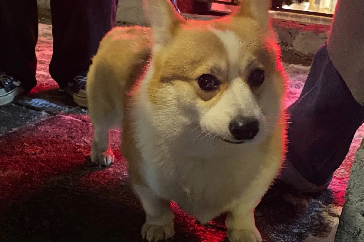 Калининградцам рассказали каким собакам нельзя делать стрижку