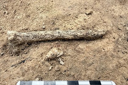 Под Воронежем нашли более 50 древних украшений из ракушек