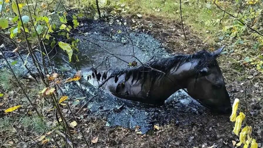 Брянские спасатели три часа вытаскивали коня из ямы с битумом